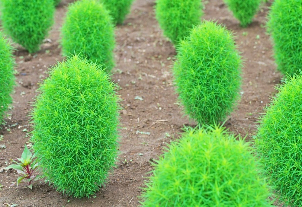 Kochia Summer Seasonal Flowers)img