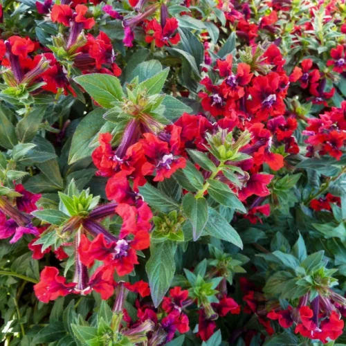 Kopia Flower Jannat Nursery)img