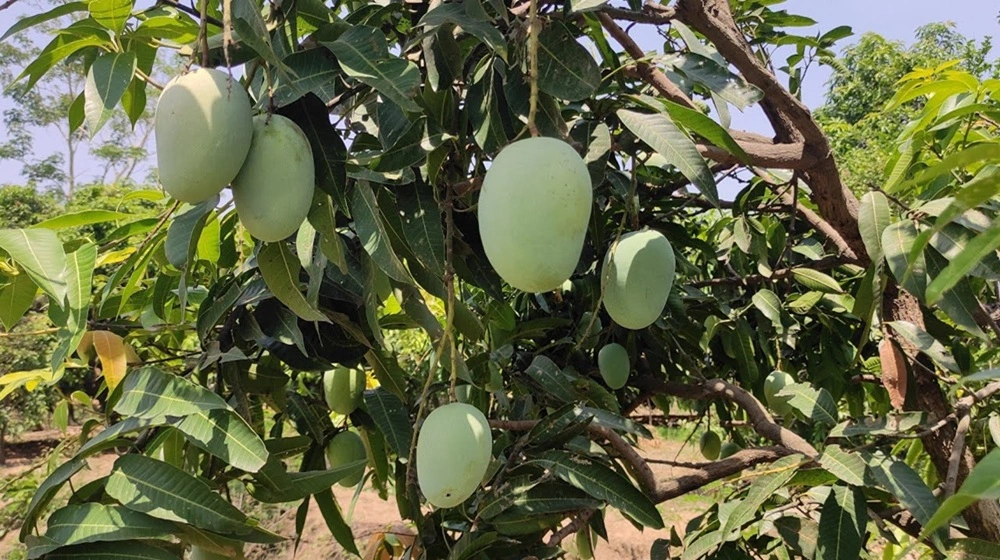 Mango Plant Jannat Nursery)img
