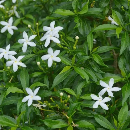Mini Chandini Flower Jannat Nursery)img