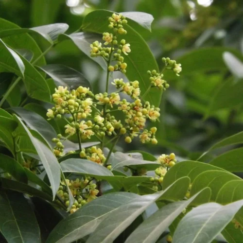 Mohogany Flower Jannat Nursery)img