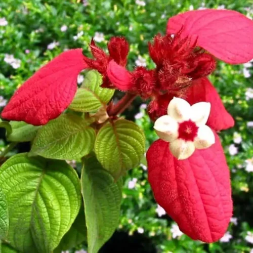 Mussaenda Flower Jannat Nursery)img