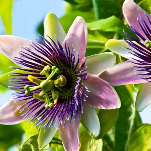 Passiflora Flower Jannat Nursery)img