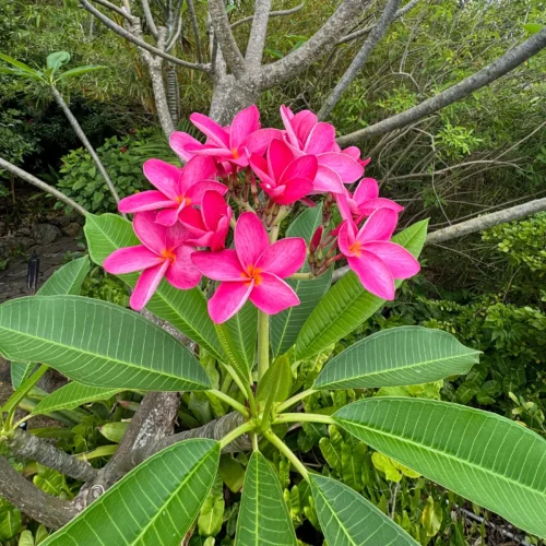 Plumeria Flowers Jannat Nursery)img