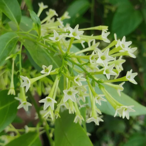 Ratarani Flowers Jannat Nursery)img