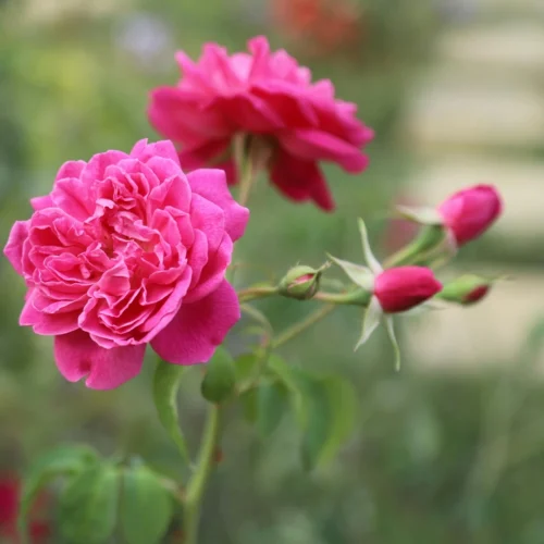 Rose Desi Jannat Nursery)img