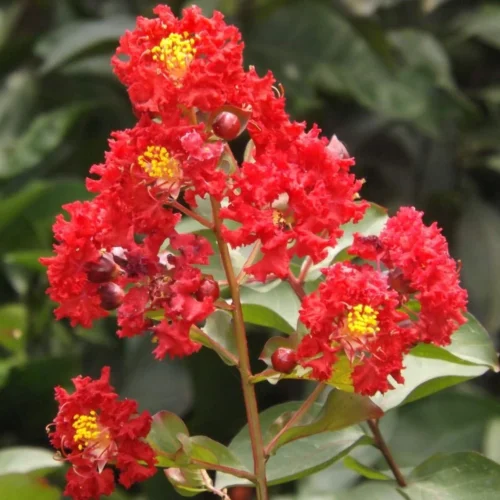 Savani Flower Jannat Nursery)img