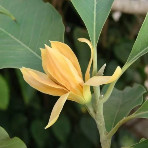 Swarna Champa Flowers Jannat Nursery)img