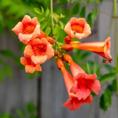 Tecoma Flowers Jannat Nursery)img