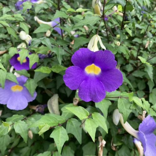 Thunbergia Flower Jannat Nursery)img