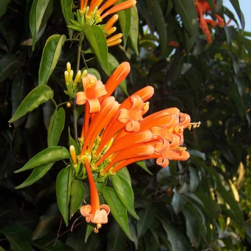 Venusta Begonia Flower Jannat Nursery)img