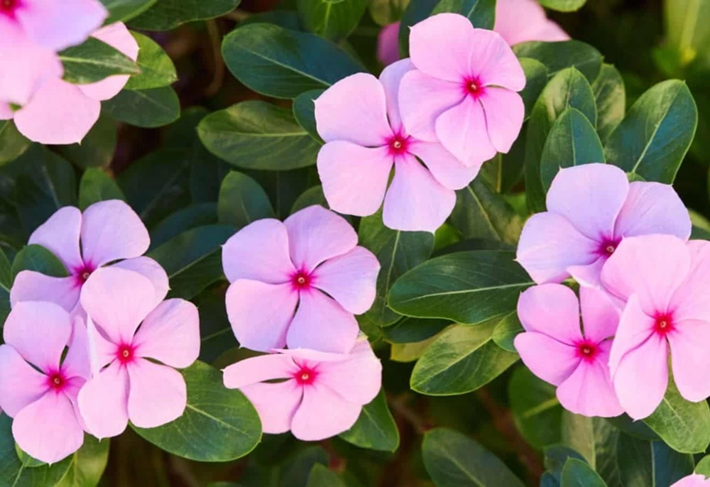 Vinca Summer Seasonal Flowers)img