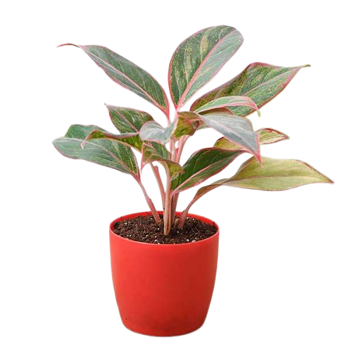 Aglaonema Lipstic)img