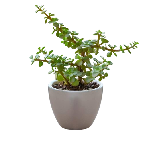 Jet Plants Gift Gallery)img