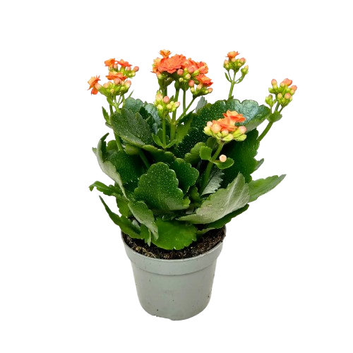 Kalanchoe Flowers)img