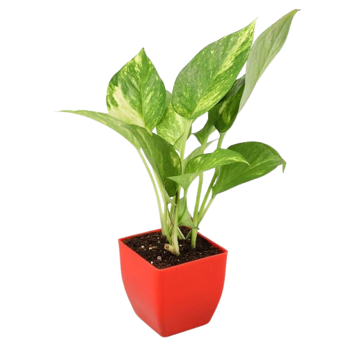 Money Plant Jannat Nursery)img