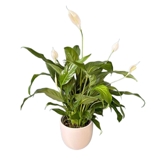 Peace Lily)img