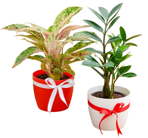 Plant Gift Gallery Images)img