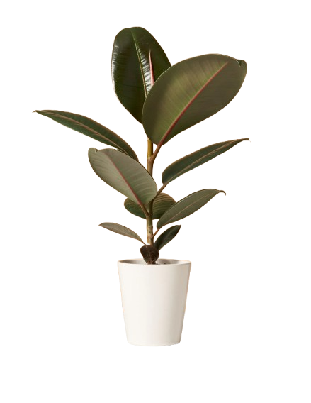 Rubber Plants Jannat Nursery)img