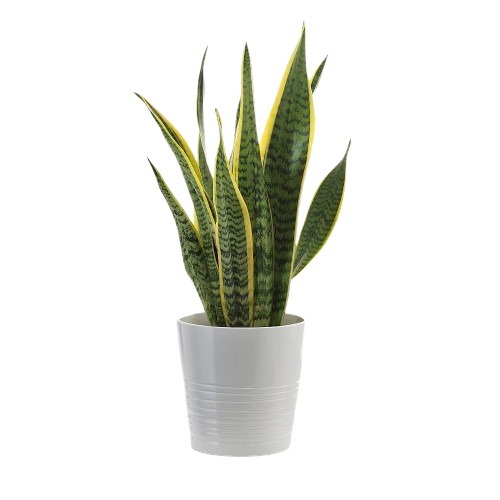 Snake Plant Jannat Nursery)img