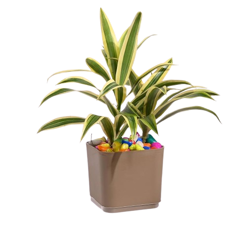 Spider Plants)img