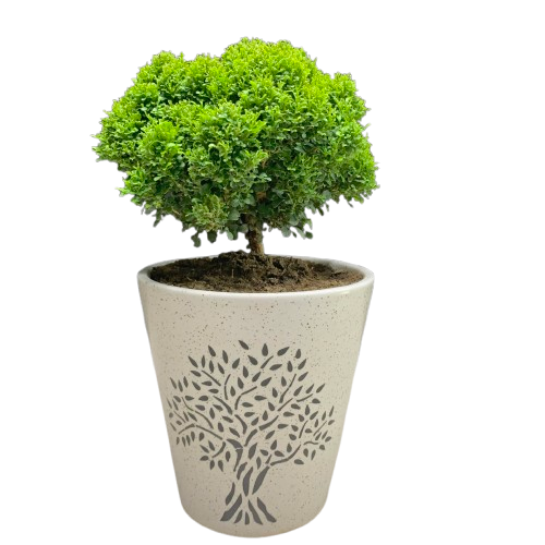 Table Kamini Plants)img
