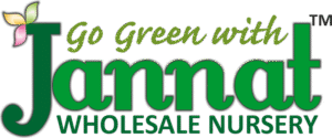 Jannat Nursery Wholesale Plant Nursery Logo)img